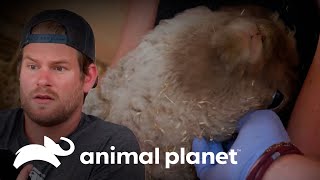 Thumbnail del capítulo