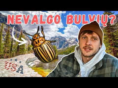 Kolorado vabalai, nacionalinis parkas ir dušo paieškos