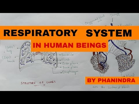 Typhoid fever Salmonella typhi Causes symptoms diagnosis treatment Bio science