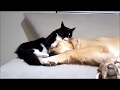 Cutest Tuxedo Cat Playing With Golden Retriever When Harry Met Willow A Love Affair