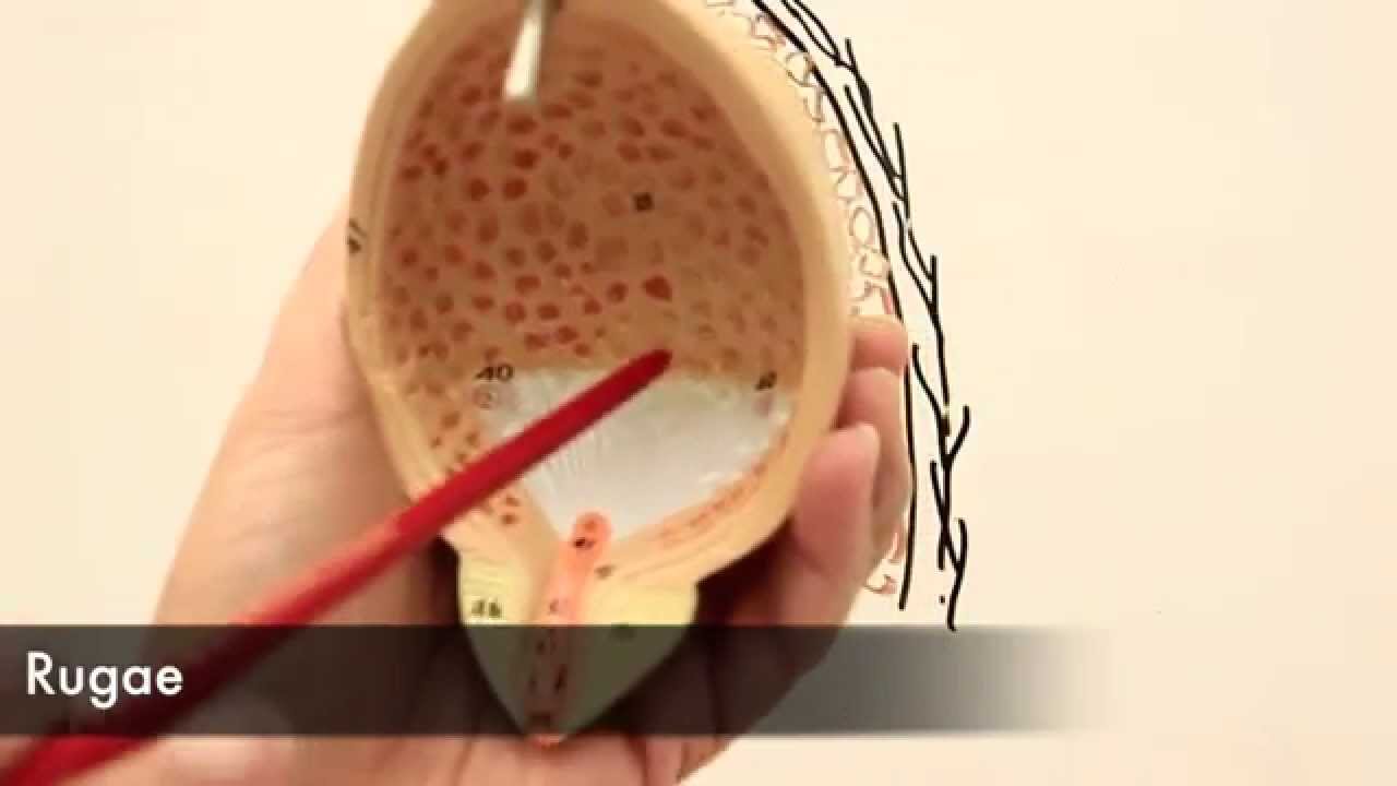 Internal Structure & Microscopic Anatomy of the Urinary Bladder - YouTube
