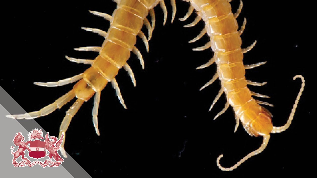 Arthropod Evolution | Greg Edgecombe