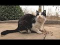 Friendly Tuxedo Cat Meows And Ask Me For Food She Is Amazing
