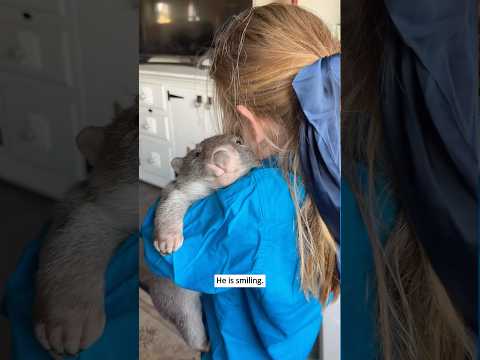 I found a dead wombat by the roadside and then… #wombat #animals #pets #usa #fyp #rescue #wildlife