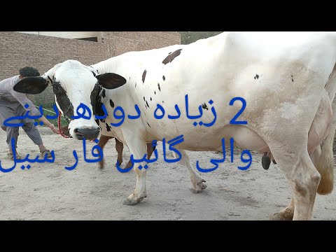 2 Dutch fresian whd for sale 26-4-2022 in the tehsil depalpur district okara Punjab Pakistan