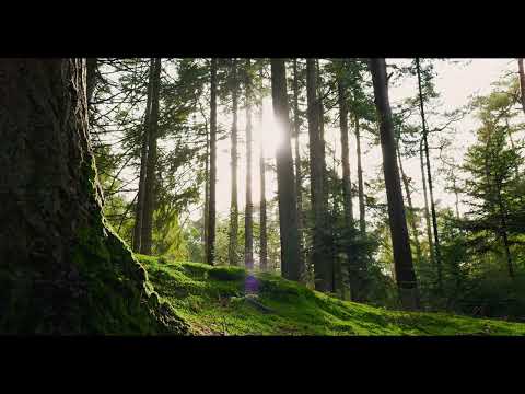 Forest Soundscape – 3 Hours of Relaxing Nature Ambience Лісовий звуковий фон – 3 години без перерви