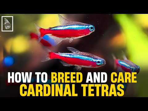 Évitez les erreurs : élevez des tétras cardinaux comme un pro | Serendib Aquatics | Comment éleve...