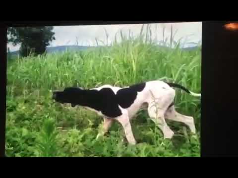 Top pointer English ARAP. Owner Hussein hamieh Lebanon