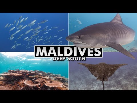 Diving the Maldives: Deep South [4k]