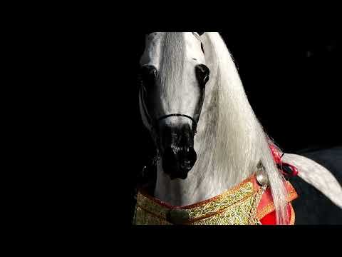 EKS FARAJJ - Haras Royal de Bouznika