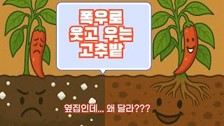 고추 재배 초기 관리에 이거 하나의 차이가 폭우를 이겨낸 고추로 키웠습니다