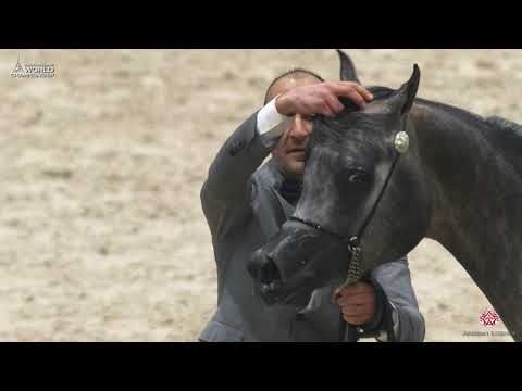 N 111 EKS FARAJJ   Paris 2019   Junior Colts Class 5A