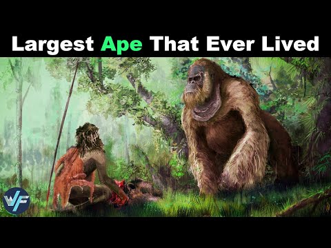 GIGANTOPITHECUS -  The Largest Ape That Ever Lived