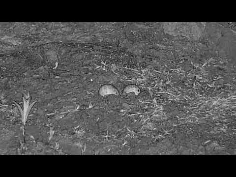 Djuma: Blacksmith Lapwings-do we have a pip in egg on the right? - 00:41 - 08/29/20