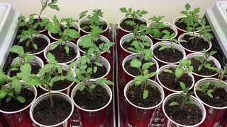 How to grow Tomato Seedlings