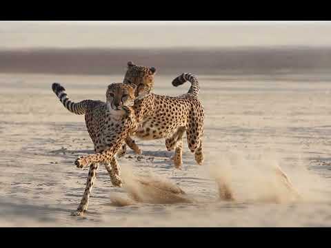 Phaaros ZT Faa'iq x Bint Atallah 2000 grey stallion