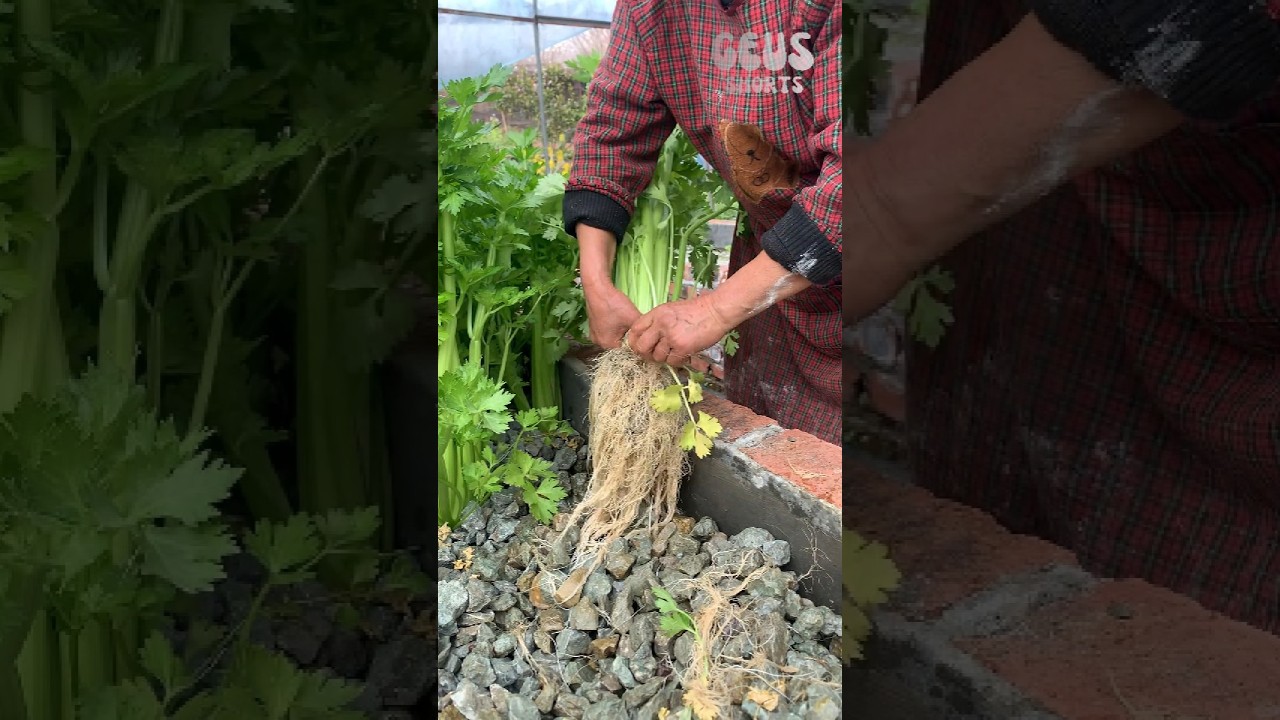 Why Farmers Grow Celery in Rocks Instead of Soil 😳