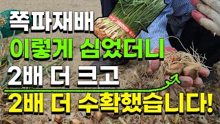 쪽파수확, 이렇게 심었더니 2배 더 크고 굵은 쪽파를 수확했습니다 초보자도 누구나 쉽게 쪽파농사