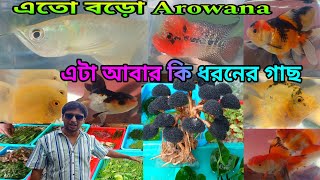 Serampore Fish Pet Market | Serampore Pet Market | Shrirampur Fish Market | Fish Shop Near Me | Fish
