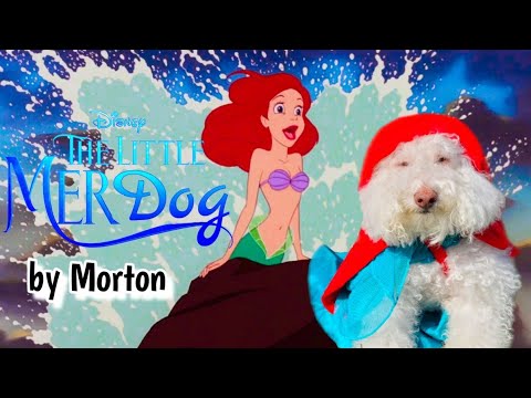 Part of Your World - The Little Mer-Dog *Official Music Video* (Feat. Mort the Short)