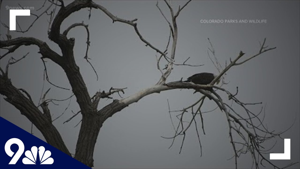 Colorado takes on ambitious bald eagle study