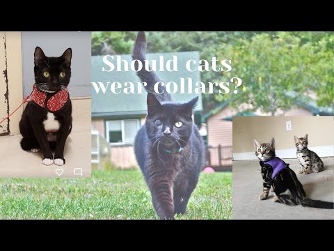 Should cats wear collars?