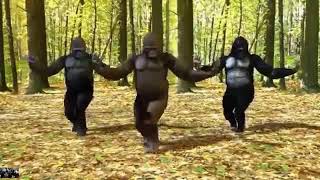 Download lagu Story wa kingkong joged sahur mp3 Download lagu Story wa kingkong joged sahur mp3
