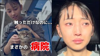 【海外移住】トルコに嫁いだ猫好きの嫁、恐れていたことが起きました。Türkiye’de bir kediye dokundum ve… 🇹🇷