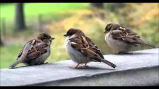 Ikke en spurv til jorden...