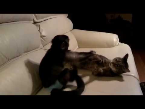 Awesome cat   circus cats on parade awesome cat tricks 1080p