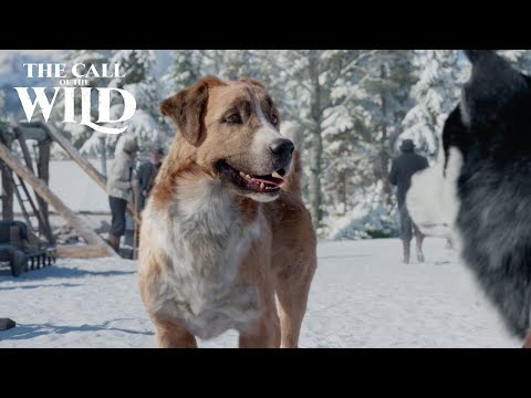 TOP 3: Dog Movies. The best for Winter Season | Trailer