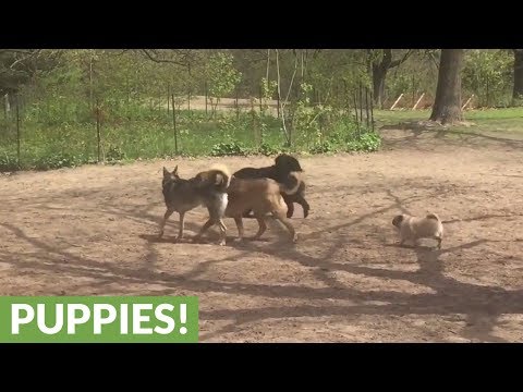 Tiny pug really wants to play with the big dogs!
