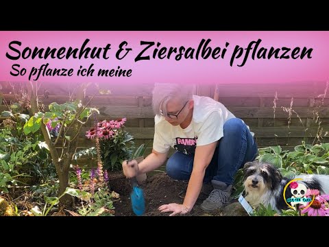 Ziersalbei & Sonnenhut pflanzen , pflegen  | So pflanze ich meine im Garten 🪴