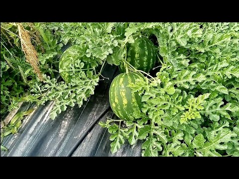 фото рассада привитых арбузов 0