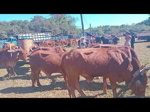 Festival do carro de boi da cidade  ibertioga  Minas Gerais  2026 