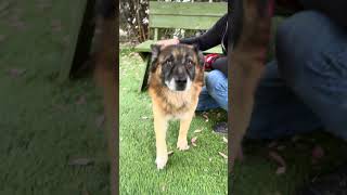 Video preview image #1 Mutt Puppy For Sale in Pasadena, CA, USA