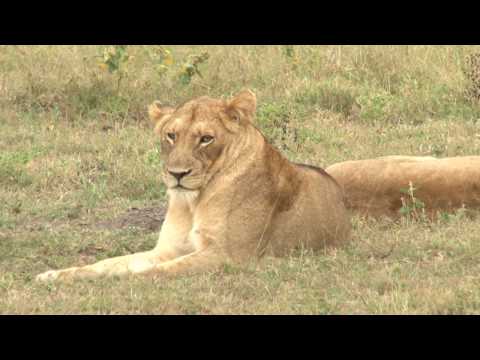 safari.tv diary - 29 may 2010