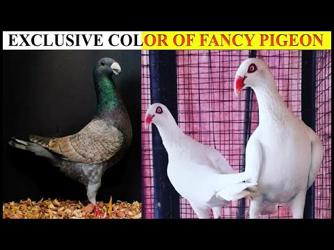, title : 'Top 04 Fancy Pigeon Breeds Video With Standard Information'