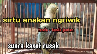 Download lagu sirtu jantan ngriwik belajar bunyi calon sirtu gacor mp3 Download lagu sirtu jantan ngriwik belajar bunyi calon sirtu gacor mp3