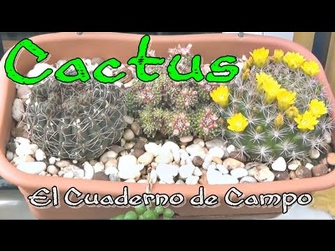 Por qué se mueren los cactus