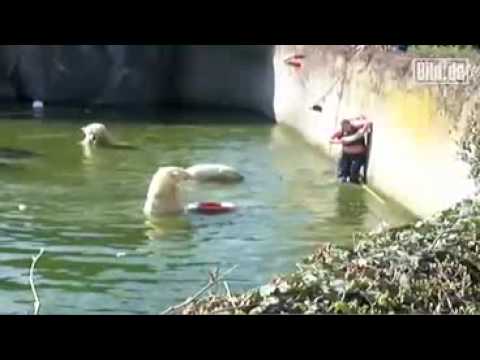 Woman Attacked by Polar Bear after Jumping into Tank at Berlin Zoo 4/11/09