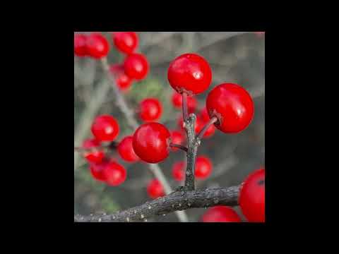 Winterberry Holly Plant Profile