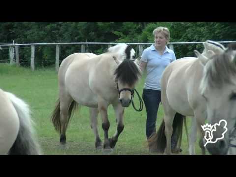 Stuteneintragung Pferdestammbuch SH/HH - Schrittring Norweger