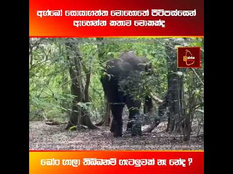අග්බෝ හමුවූ මොනවද මේ කියන්නේ #lakjananews #agbo #kawantissa