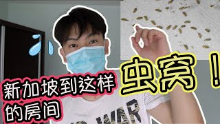 【新加坡】搬新房间竟然那么多虫！这样做就可以解决问题了！Singapore room full of Booklice! How to get rid of them?