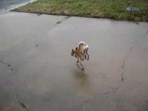 YouTube video about: Can you press charges if someone kicks your dog?