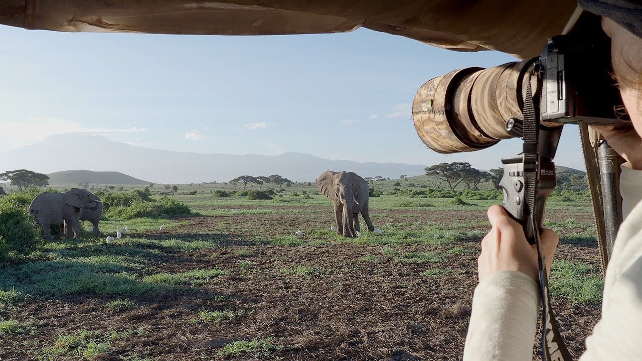 Amboseli Elephants & Kilimanjaro 4K
