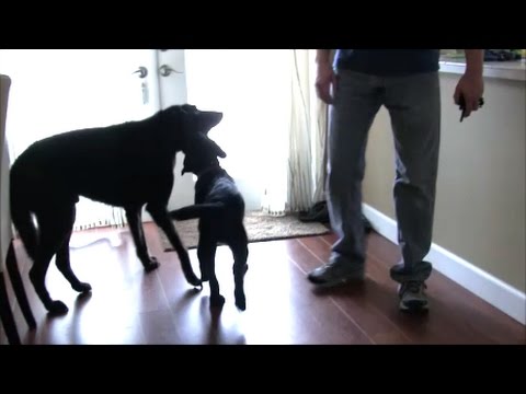 YouTube video about: Why is my dog so fixated on my other dog?
