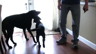 Stopping a puppy from harassing a 14 year old dog