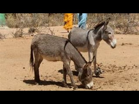 هذا ما بقي للشعب الجزائري للإستهلاك لتعويض اللحم